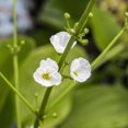 thumbnail image 2 of Van Zyverden Woodland Plant Skeleton Flower 1 Root White Partial Shade Perennial Flowering 1 lb, 2 of 8