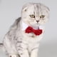 thumbnail image 4 of Corbata para mascotas, vestido ajustable con corbata para mascotas, collar de perro formal, 4 of 5