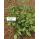 Étiquette de Plante de Jardin en Zinc de 10 Pouces - 10 Paquets 782, Étiquettes en Zinc de 10, 10 Pk – image 2 sur 2