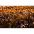 thumbnail image 3 of Johnson, George 18x13 Black Modern Framed Museum Art Print Titled - Golden Grain, 3 of 5