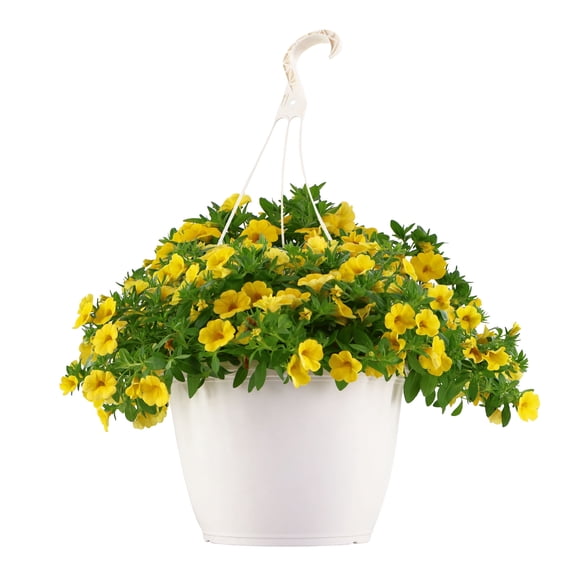 Expert Gardener 15" Yellow Calibrachoa Live Plants in 7" Hanging Basket Full Sun