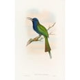 thumbnail image 2 of John Gould 11x14 Black Ornate Wood Framed Double Matted Museum Art Print Titled: Forsten's Bee-Eater (1850-1883), 2 of 5