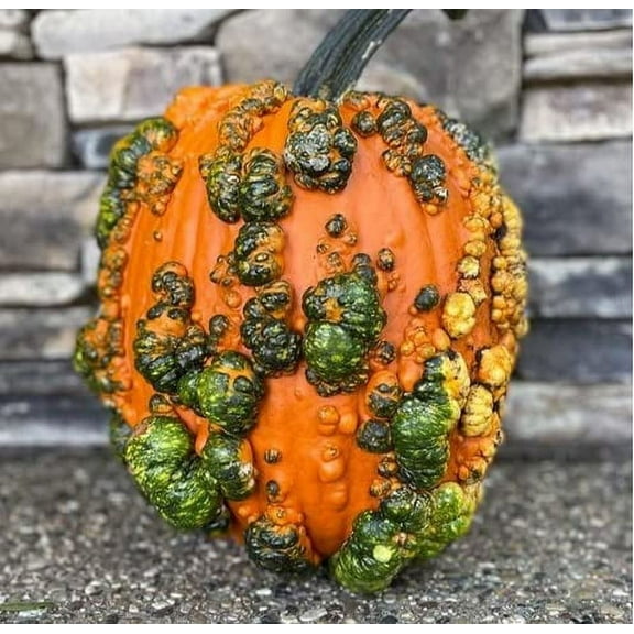 Scarface Pumpkin Seeds for Planting (10 Seeds)