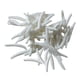 thumbnail image 1 of Juguetes de broma de gusanos falsos Macarena 100 Uds, 1 of 8