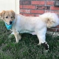 thumbnail image 4 of Dog Rear Leg Brace Long Version Canine Hock Wraps With Safety Reflective Straps For Injury And Sprain Protection, Wound Healing And Loss Of Sta, 4 of 5