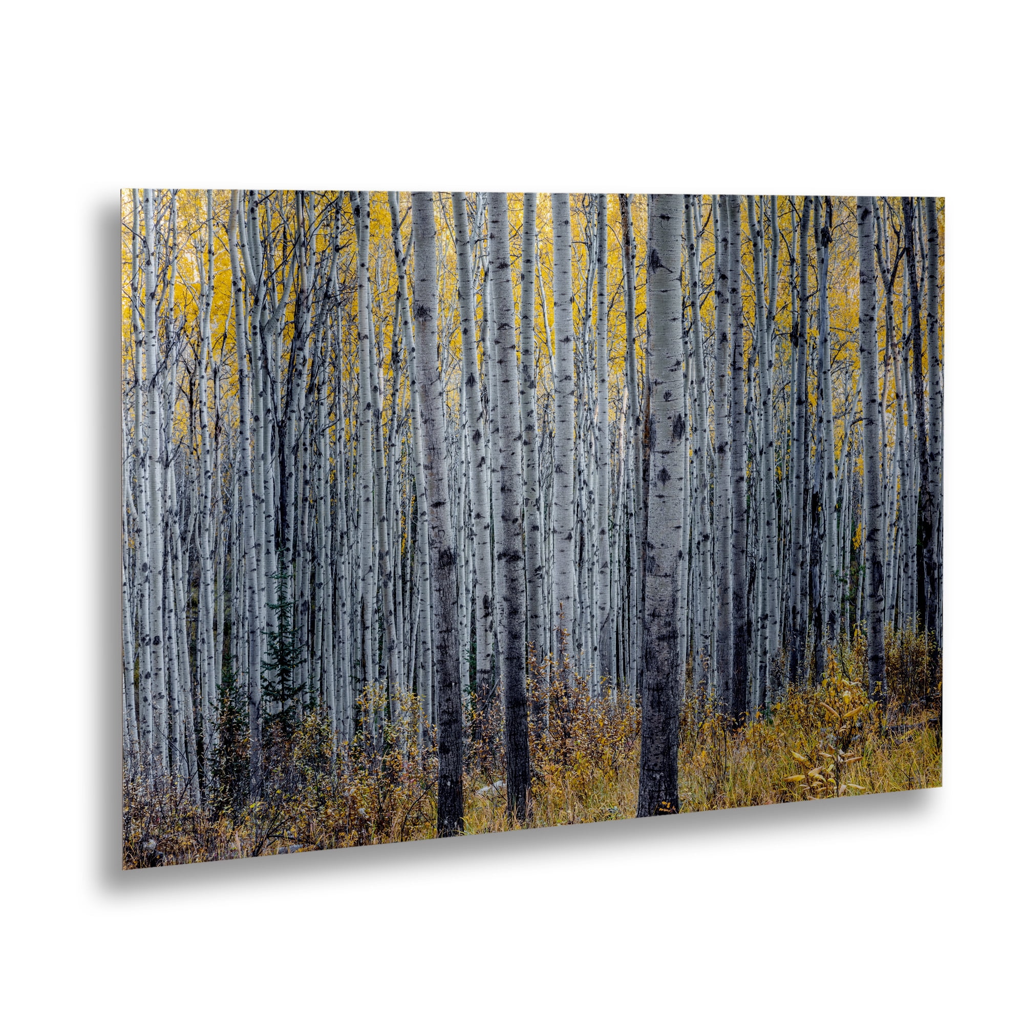Trademark Fine Art 'Forest of Aspen Trees' Brushed Aluminum Wall Art Art by Pierre Leclerc