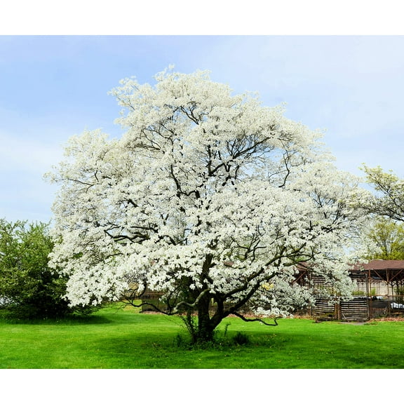 White Flowering Dogwood Tree Seedlings for Planting | Live Tree Seedlings (2 Trees) | No Ship to California