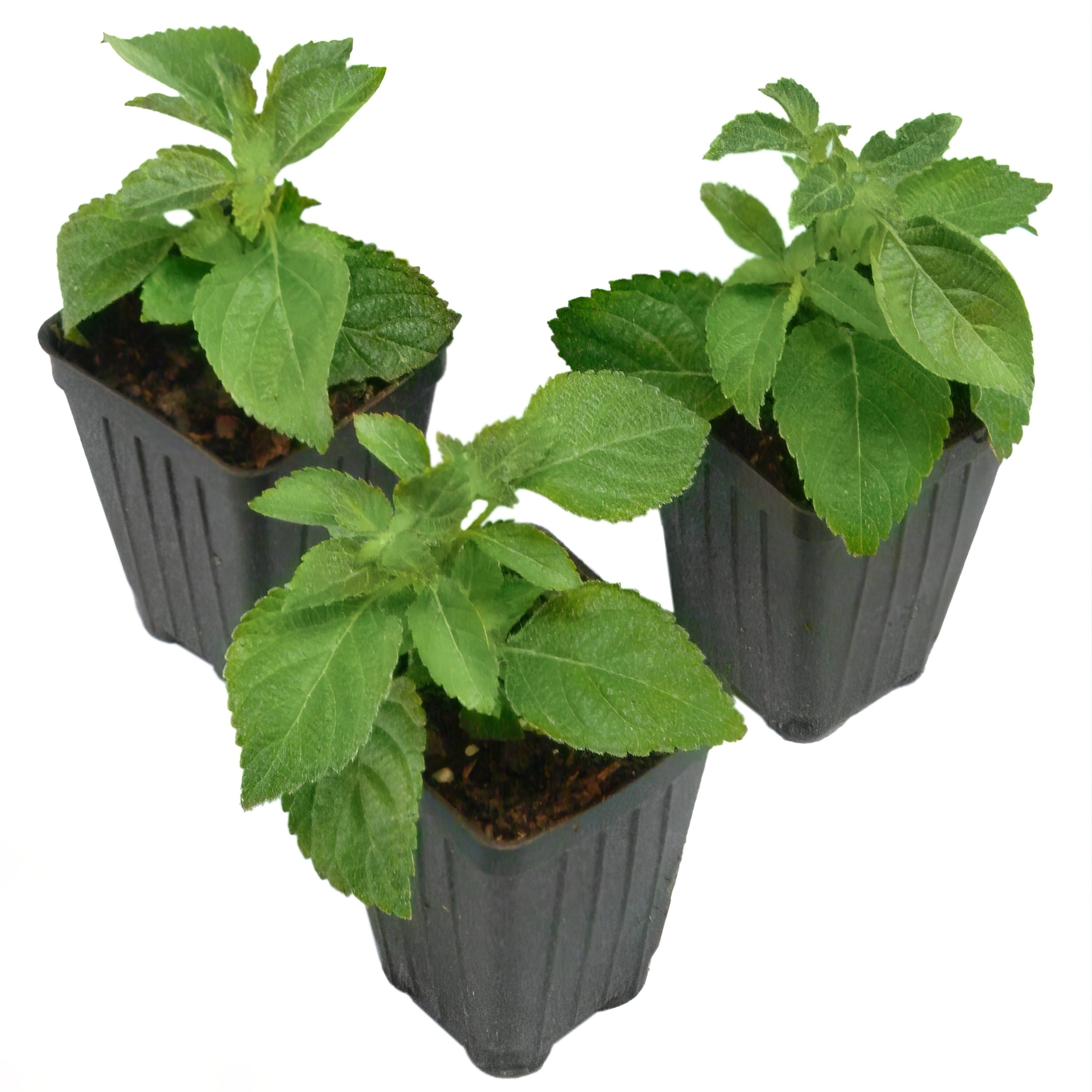 2.5 in. Lantana Bloomify Orange Plant (3-Pack)