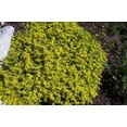 thumbnail image 1 of 200 Tapis Dorés SEDUM Acre Mousse Dorée Stonecrop Graines de Fleurs, 1 of 1