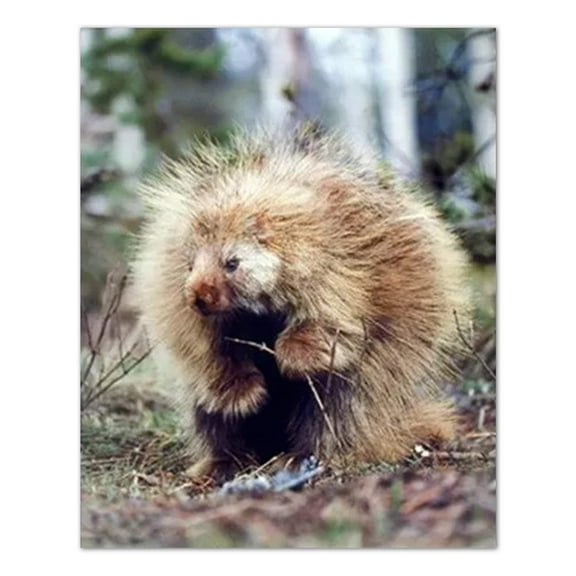 Porcupine Cabin Lodge Kids Wall Picture Art Print