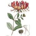 thumbnail image 2 of Vision Studio 17x24 White Modern Wood Framed Museum Art Print Titled - Antique Floral Plate II, 2 of 4