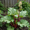thumbnail image 4 of 5 Rhubarb Bare Roots for Planting, Hardy Perennial Vegetable Plants, Outdoor Garden Rhubarb, 4 of 6