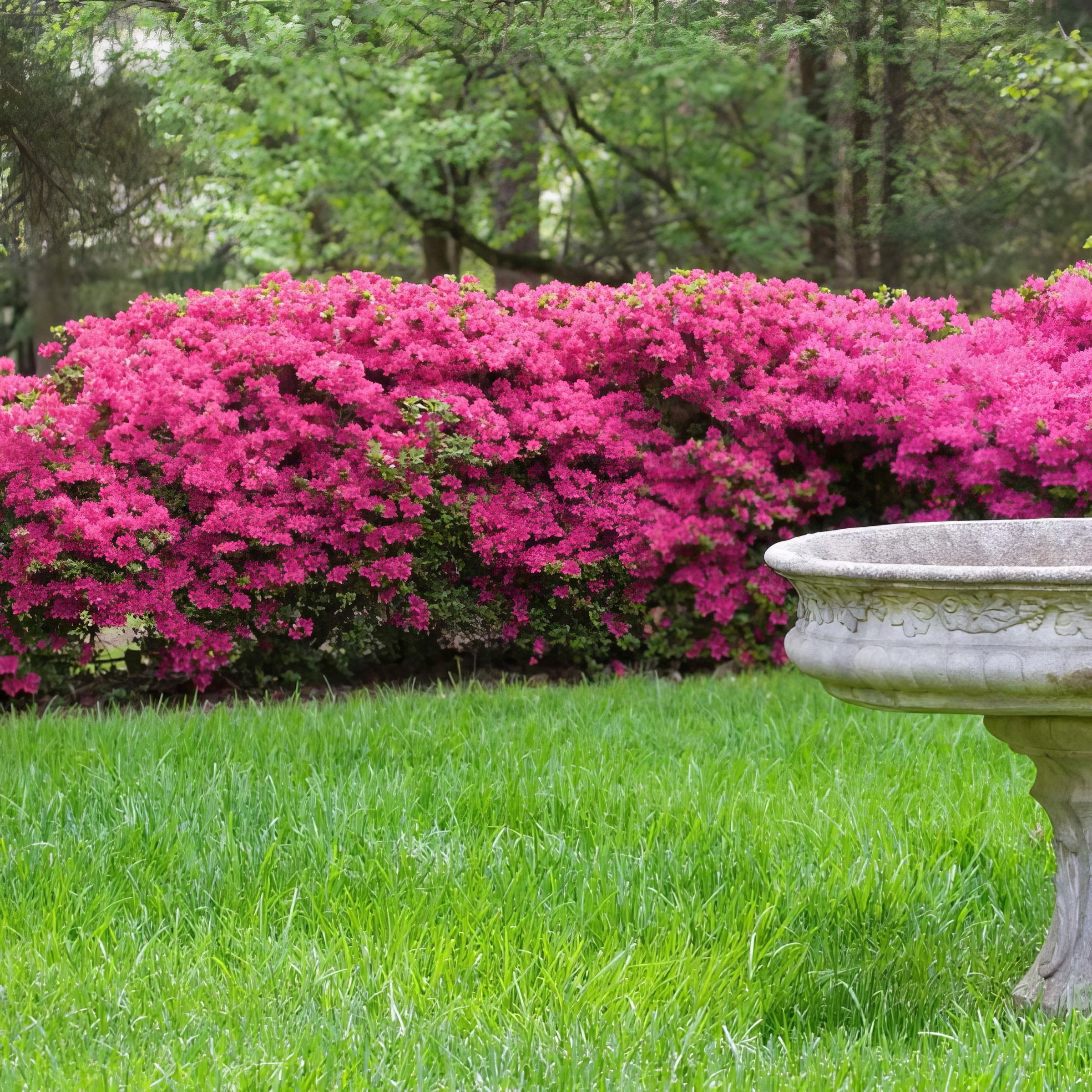 National Plant Network 4 in. Azalea FlorAmore Hot Pink (3-Pack)