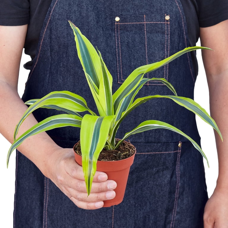 house plant palms Neanthe Bella Palm