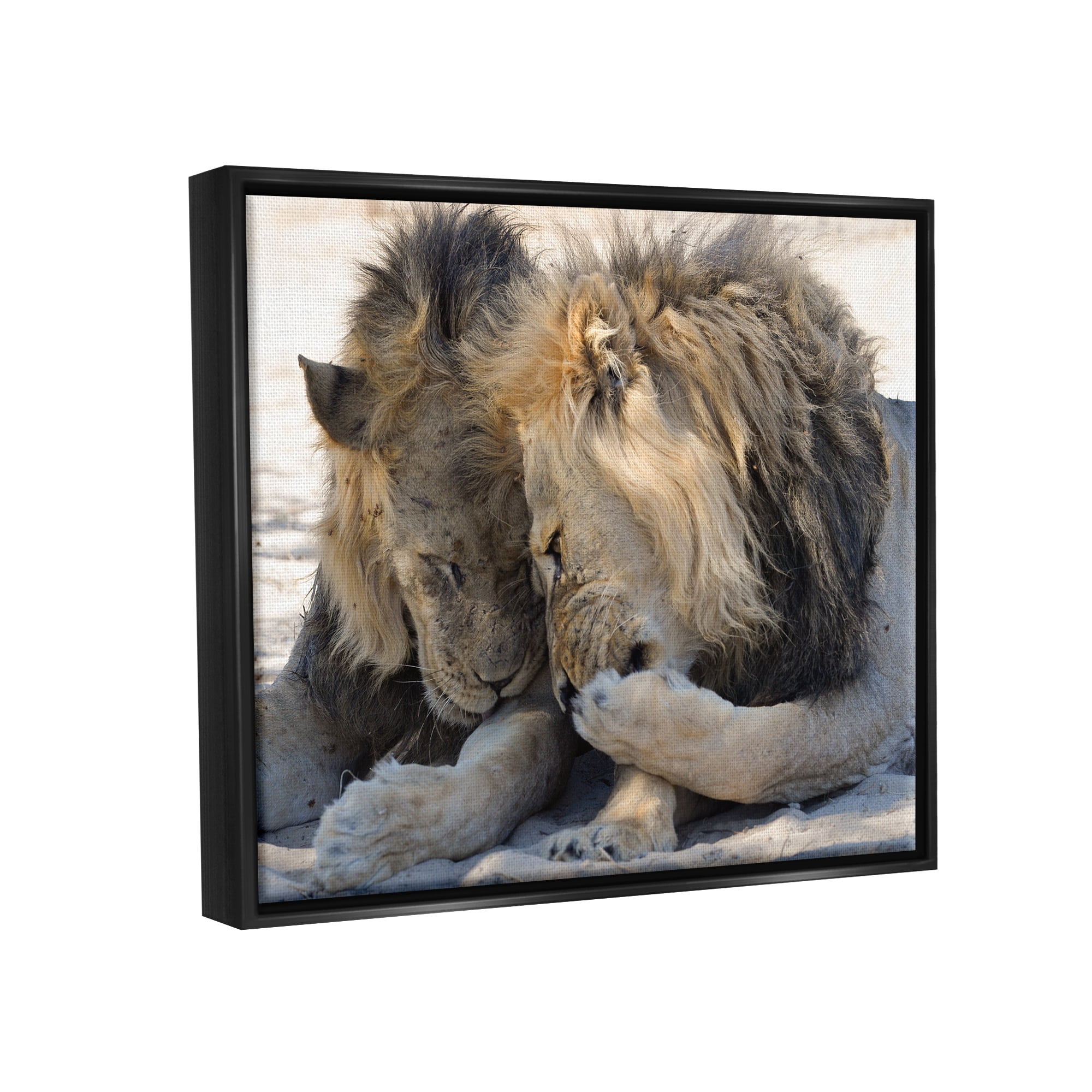 Stupell Industries Wildlife Gossip Lions Animals & Insects Photography Black Floater Framed Canvas Art Print Wall Art, 21 x 17