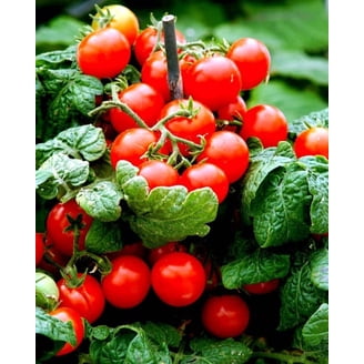 Pink Lady Tomato Plant - Juicy/Mild/Smooth - 2.5" Pot - Walmart.com