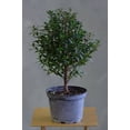 thumbnail image 5 of Live Brush Cherry Bonsai Tree in Ceramic Planter - Single, 5 of 7
