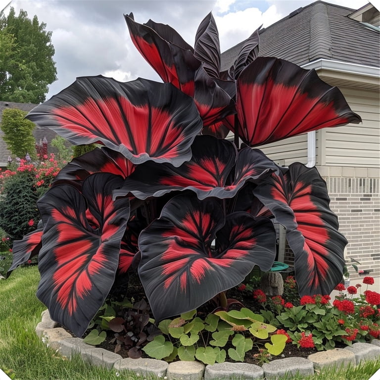Elephant Ear Bulbs For Sale | Power Planter