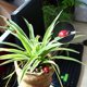 thumbnail image 3 of Adornos de jardín de hadas en miniatura, micropaisaje, escarabajo rojo carnoso y musgoso, mariquita de siete estrellas con pegamento, artesanías de madera, decoración del hogar, 3 of 5