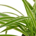 thumbnail image 3 of Spider Plant 'Reverse', 6" Pot, Indoor Houseplant, Easy Care, Live Plant for Indoor & Outdoor, 3 of 5