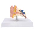 thumbnail image 1 of Modelo de oído humano Modelo de anatomía médica Modelo de oído anatómico profesional de PVC extraíble para exhibición de estudio de oficina en, 1 of 9