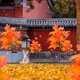 thumbnail image 2 of Luces Solares Estaca Wdftyju Hoja Arce, 2 of 9
