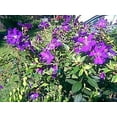 thumbnail image 4 of Tibouchina lepidota Ecuador Purple Princess Glory Bush 4 Inch Pot, 4 of 6