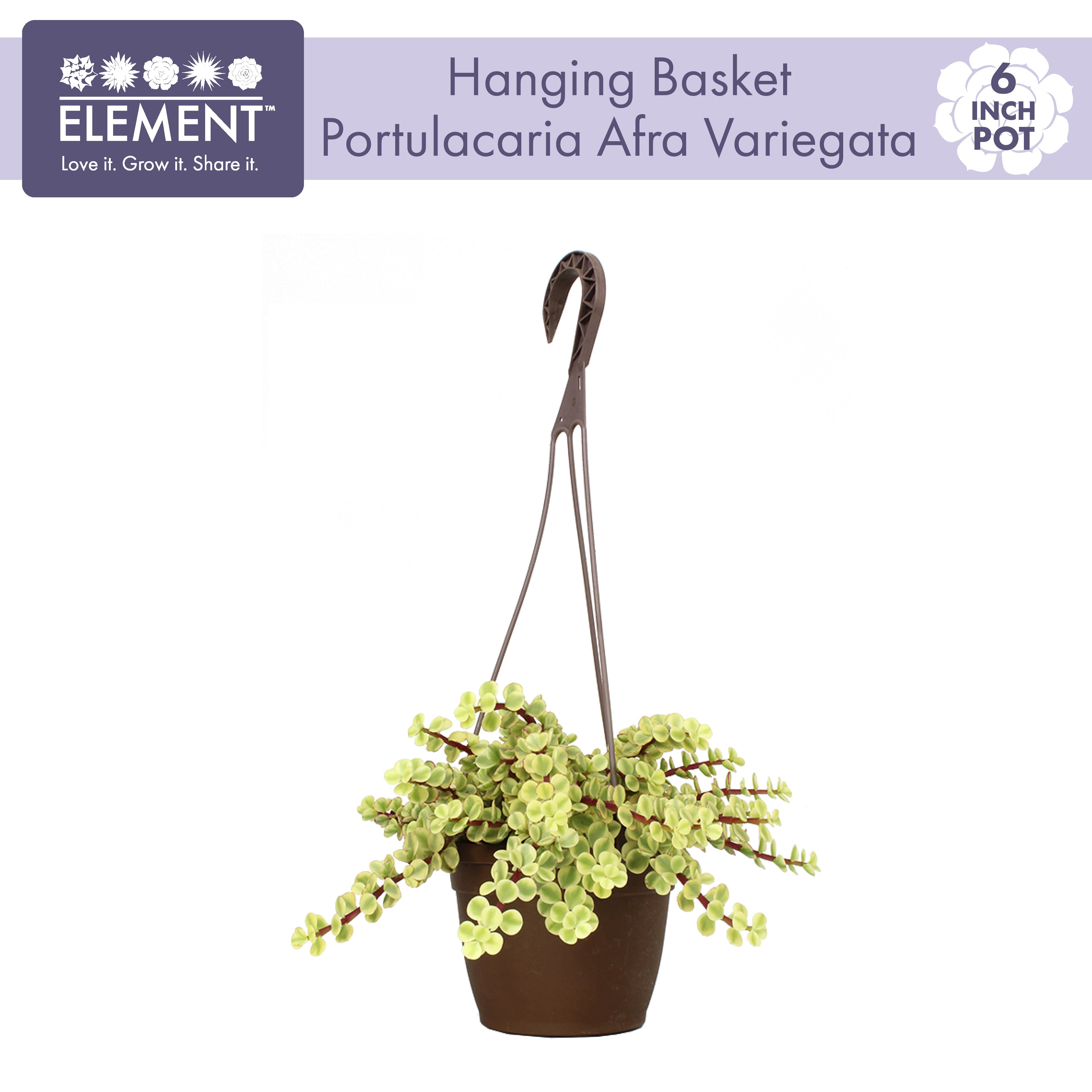 Element by Altman Plants Variegated Portulacaria Pet Safe Plant, 6" Live Succulent Hanging Basket