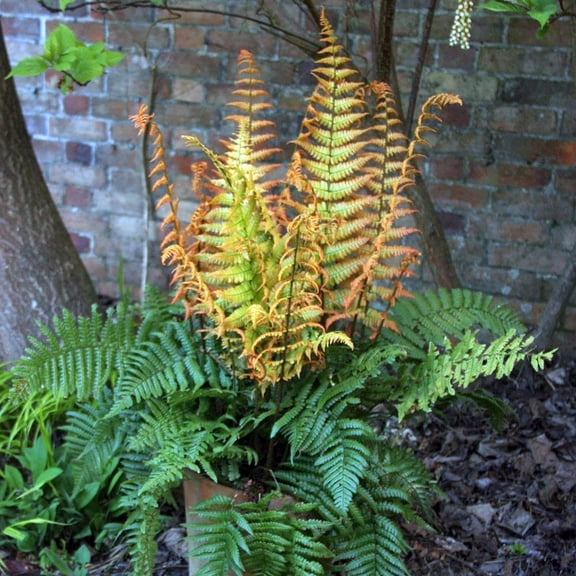 Jurassic Gold Wood Fern - Dryopteris wallichiana - 4" Pot