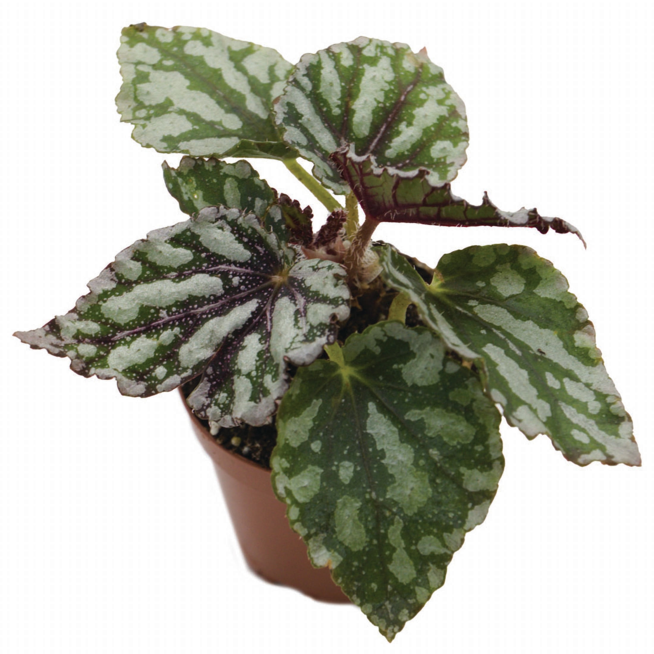 ReptiCulture Assorted Begonia Tropical 2" Pot 3 pk