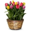 From You Flowers - Rainbow Tulip Bulb Garden for Birthday, Anniversary, Get Well, Congratulations, Thank You