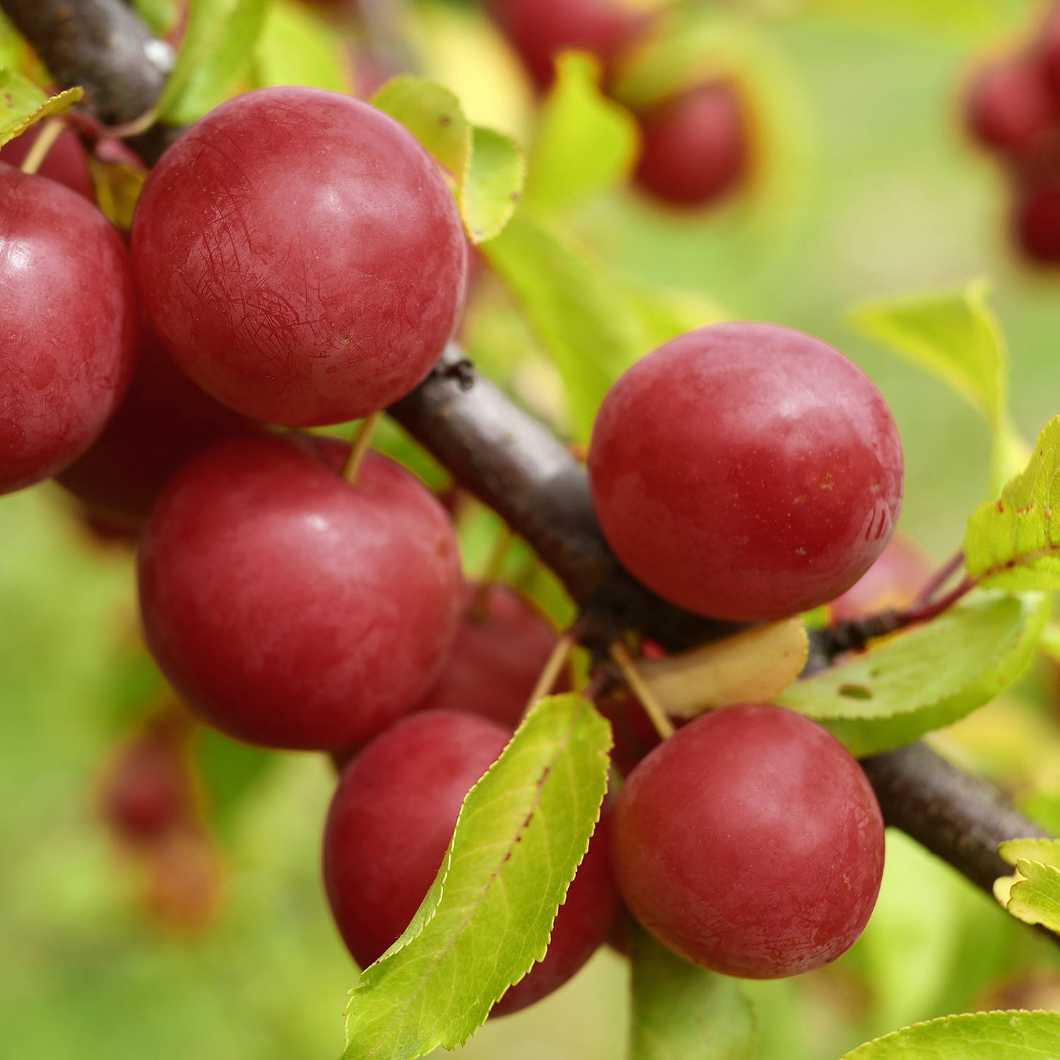 Expert Gardener 1- 1.5 ft tall Au Cherry Plum Live Tree in 1-Gallon Grower Pot