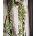 thumbnail image 6 of Artificial Hanging Waterfall Succulent 27" Long, 6 of 8