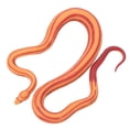thumbnail image 4 of Modelo de serpiente de maíz, modelo de simulación de serpiente de maíz, modelo de serpiente de maíz, adornos, modelo de serpiente de maíz, juguete de alto rendimiento, 4 of 11