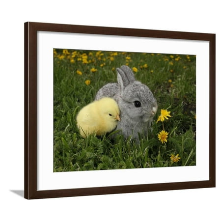 Gray Rabbit Bunny Baby and Yellow Chick Best Friends Framed Print Wall Art By Richard (White Chicks Best Scenes)