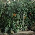 thumbnail image 2 of Enrejado para plantas trepadoras de jardín, jaulas para tomates al aire libre, 2 of 6