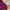 Gold, variant on JewelersClub Ruby Ring Birthstone Jewelry – 0.20 Carat Ruby 14K Gold Plated Silver Ring Jewelry with White Diamond Accent – Gemstone Rings with Hypoallergenic 14K Gold Plated Silver Band