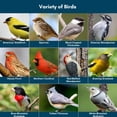 thumbnail image 4 of Semilla para aves silvestres Blue Seal Neat Feast 3.63 kg atrae variedad, 4 of 9