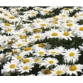 thumbnail image 1 of 1000 Graines de Chrysanthème Marguerite Blanche Naine, 1 of 6