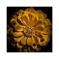 thumbnail image 2 of Carson, Brian 12x12 Black Ornate Wood Framed with Double Matting Museum Art Print Titled - Yellow Zinnia, 2 of 4
