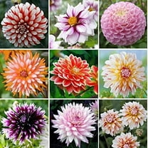 CZ Grain Mix 200  Dahlia Flower Seeds, Enhancing Landscaping or Home Decor