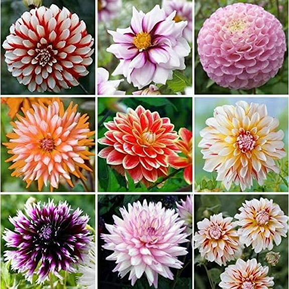 CZ Grain Mix 200  Dahlia Flower Seeds, Enhancing Landscaping or Home Decor