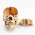 thumbnail image 4 of 1:2 Disassembled Skull Anatomical Model Anatomy Skeleton Skull Model, 4 of 5