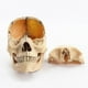 thumbnail image 4 of 1:2 Disassembled Skull Anatomical Model Anatomy Skeleton Skull Model, 4 of 5