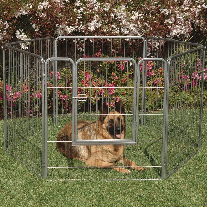 dog fence area