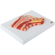 Axis Scientific Shoulder Joint Section Anatomy Model