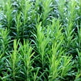 Outsidepride 1000 Seeds Perennial DHF10 Rosemary Ground Cover & Herb