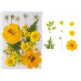 thumbnail image 3 of Flor seca natural DIY Decoraciones florales presionadas con flores en relieve conservadas hermosa decorativa para postal velas de scrapbooking amarillo sidaley HA010778-02, 3 of 7