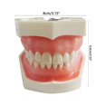 thumbnail image 5 of Modelo de dientes para implantes dentales Estudio didáctico Modelo estándar con dientes extraíbles, 5 of 5