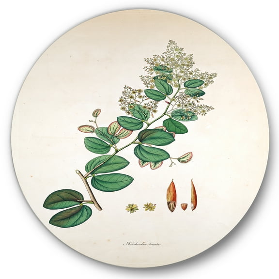 Designart 'Ancient Botanicals XIII' Farmhouse Circle Metal Wall Art 36x36 - Disc of 36